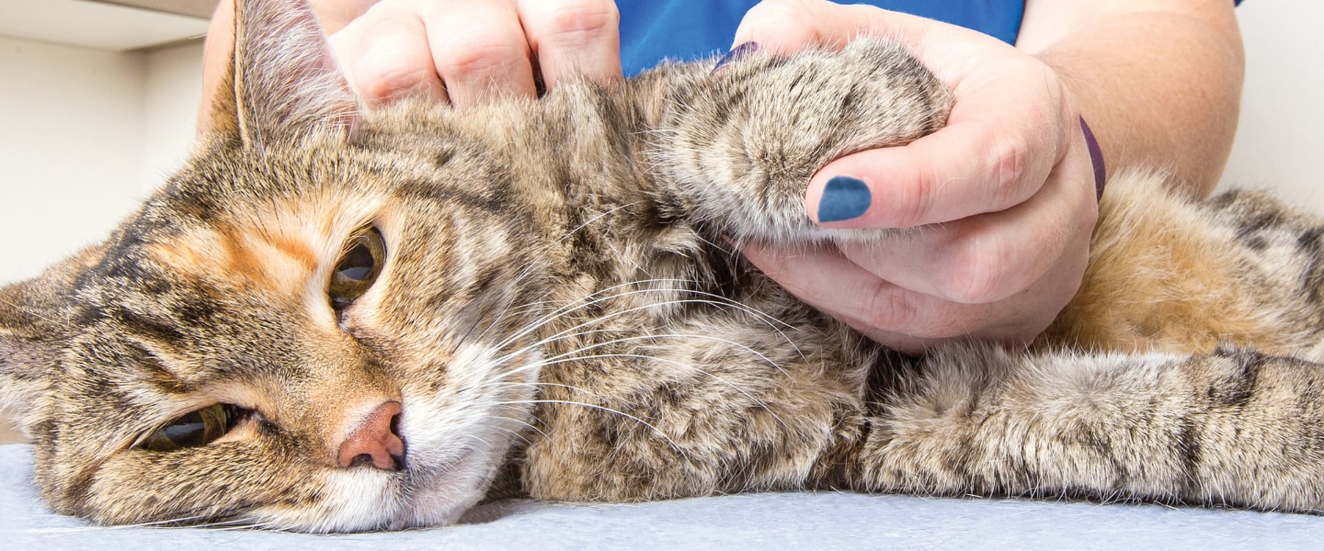 The Healing Powers of Cat's Claw: An Expert's Perspective on Its Benefits