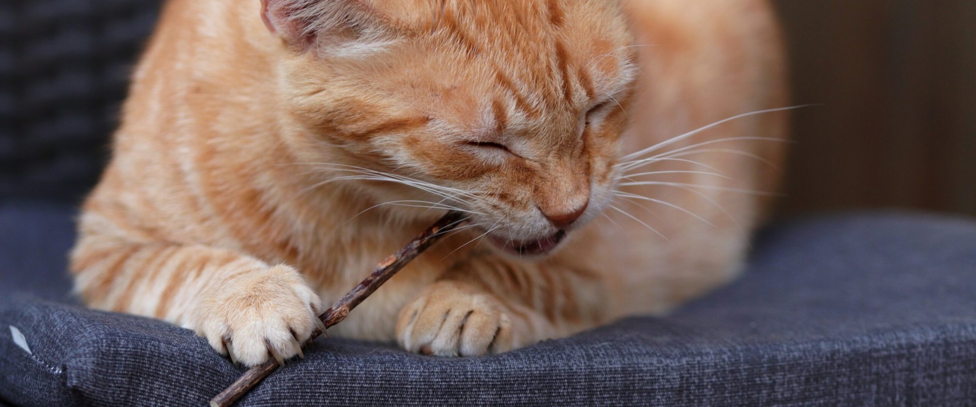 The Power of Cat's Claw: An Expert's Perspective