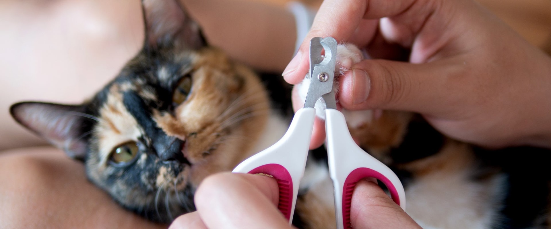 The Healing Power of Cat's Claw: Boosting Immunity and Relieving Pain