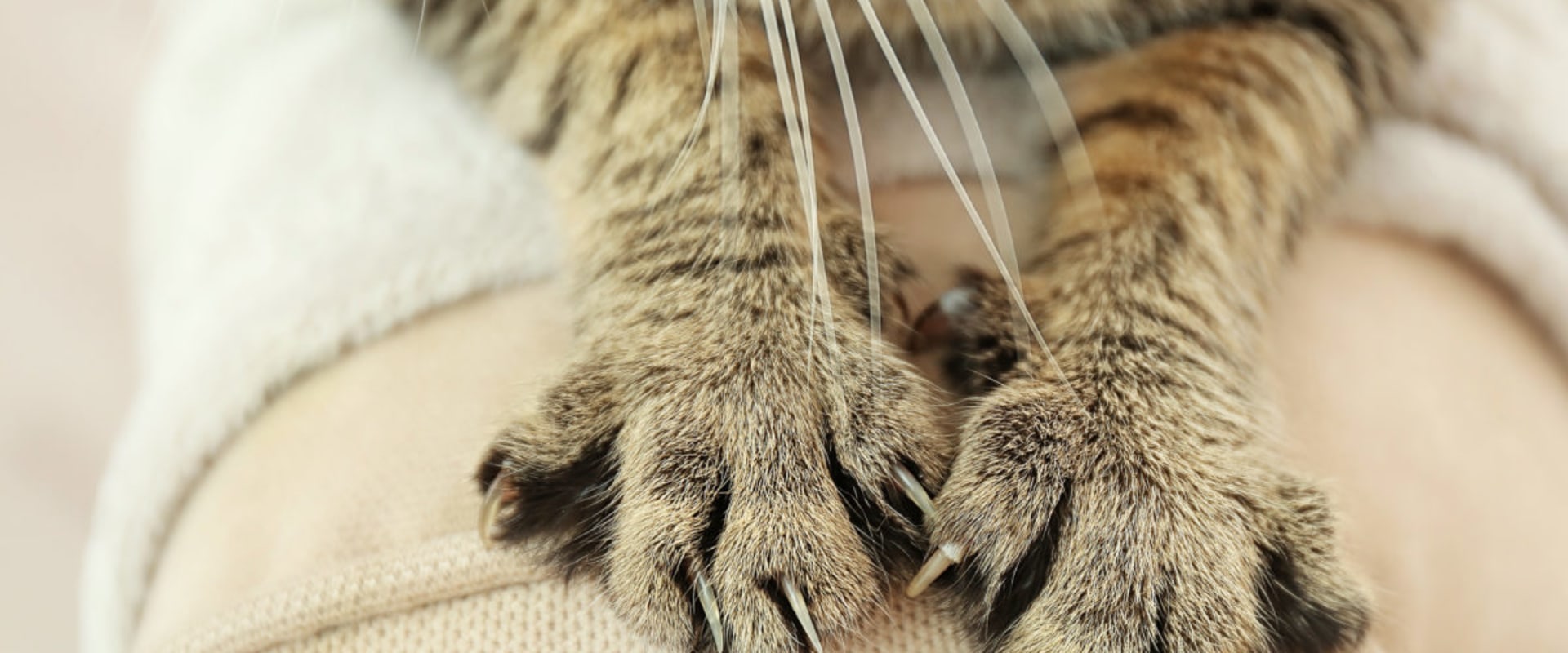 The Healing Power of Cat's Claw: Uncovering Its Benefits for the Body