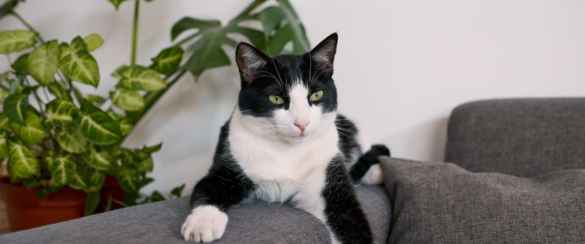 Exploring the Benefits and Safety of Daily Cat's Claw: Insights from Experts